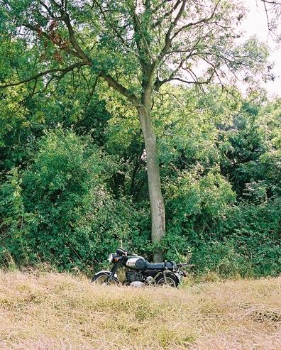 Bike under a tree