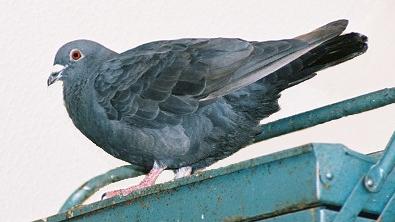 Blackie on toolbox