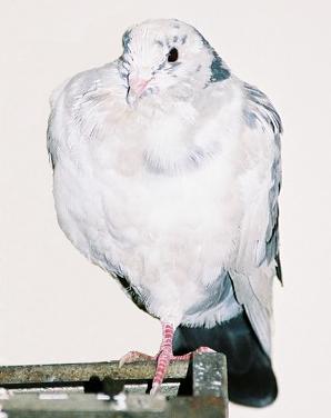 Pinkbeakie being elegant