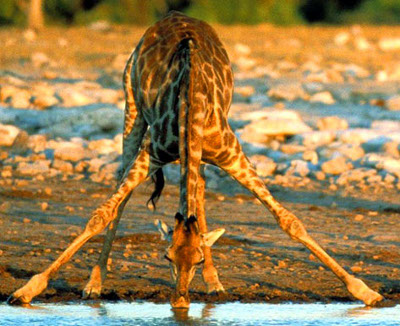 Giraffe drinking