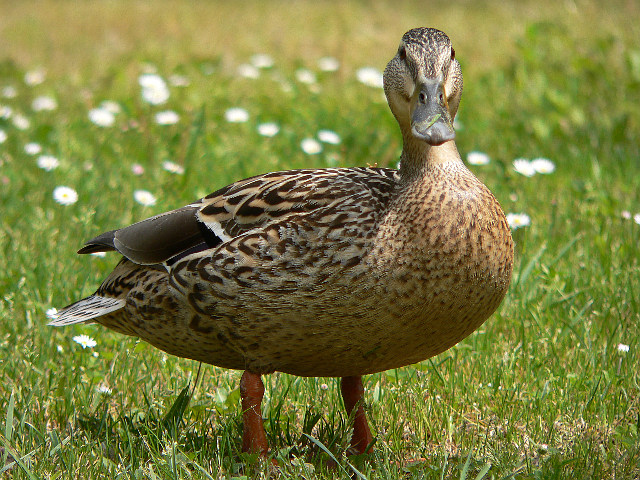 A duck